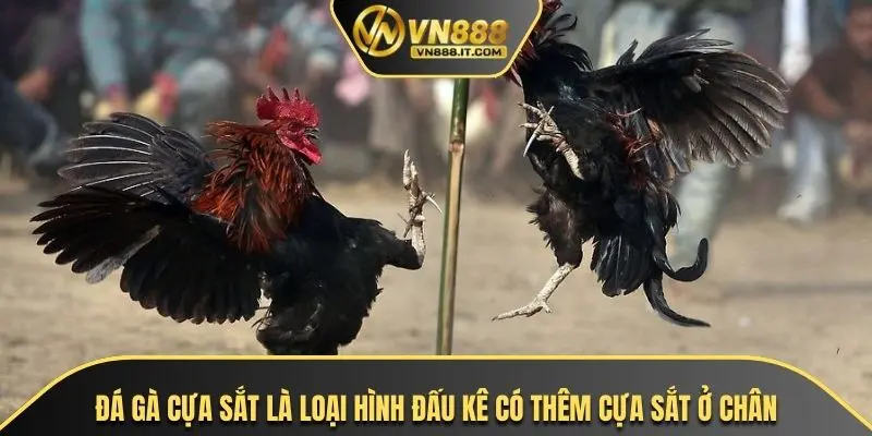Đá gà cựa sắt là loại hình đấu kê có thêm cựa sắt ở chân